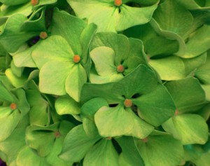 Photography by Mike Rees