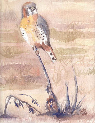 kresler-falcon-400px