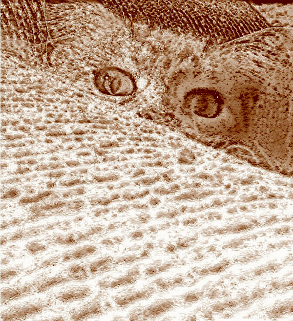 RussKim_HereKittyKitty-600px