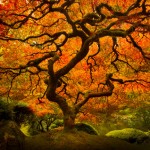 lijahHanley_IMG_3195nosun-600px