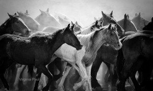 Stirring up the Dust