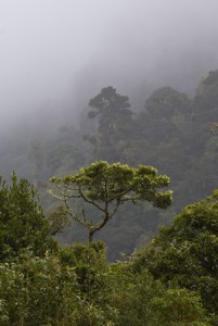 Riley Shiery, Photographer