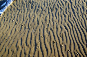 Riley Shiery, Photographer