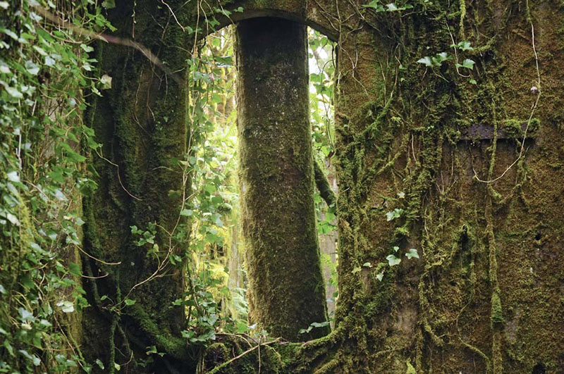 Madeline Houston: Window to a Green Tree Trunk