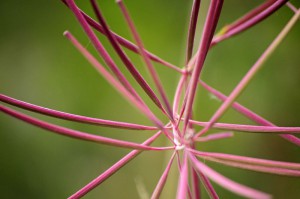 Madeline Houston: Fireweed