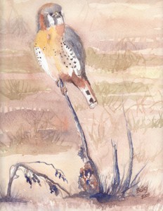 Falcon at Ridgefield