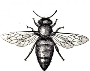 bee