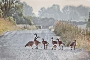 geese walking across the road