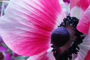 close-up of wild flower