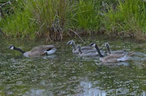 Geese and goslings