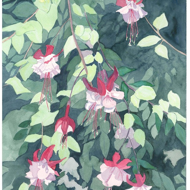 flowering fushia