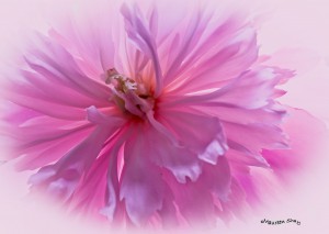 close-up of a peony