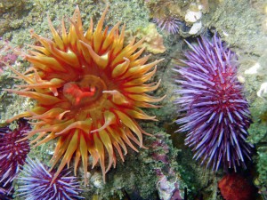 underwater photo of sea urchins
