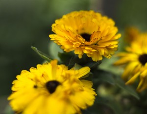 small yellow flowers
