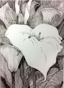 garden of Calla Lilies