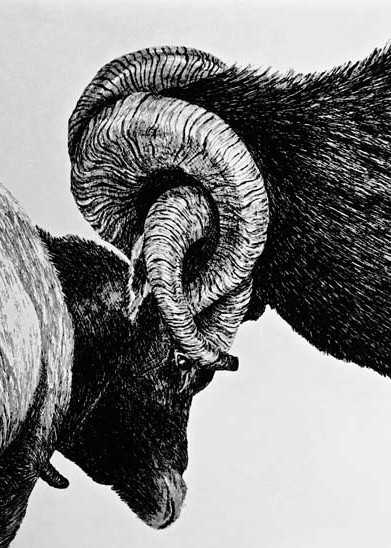 2 rams fighting with horns