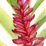 colored pencil of ginger plant