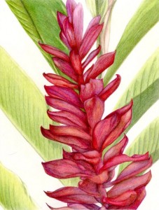 colored pencil of ginger plant