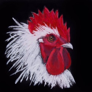 whited head of rooster