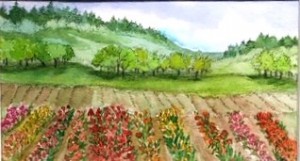 spring view of fields of tulips