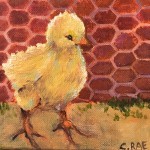 baby chick