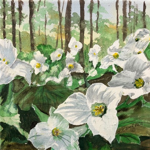 trilliums in the forest