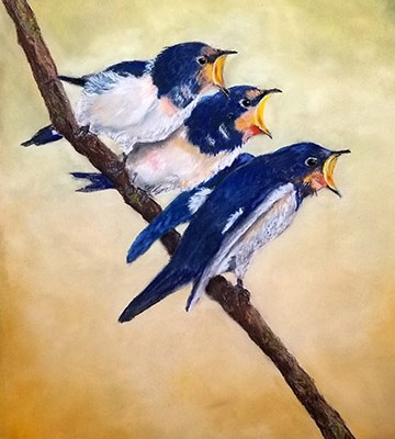 3 barn swallows on a branch with beeks open