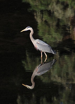 heron walking in shallow water