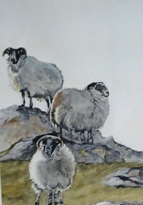 three positions of sheep