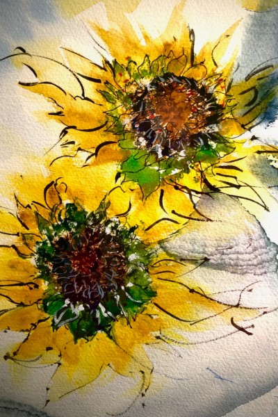 two sunfolwers on gray background