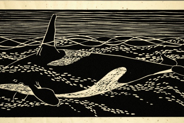 Orca whale surfacing
