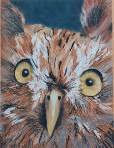 close-uo of owl face