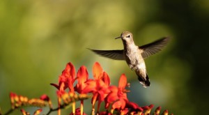 extended wings from the front