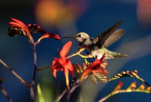 fully extended wings from the back