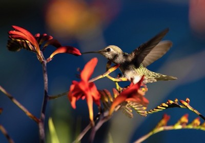 fully extended wings from the back