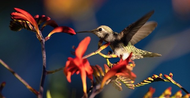 fully extended wings from the back