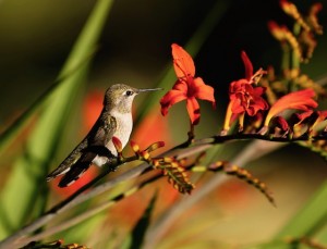 hummingbird looking at flowers