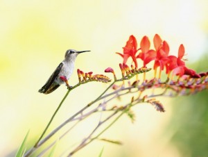 hummingbird resting on a stem