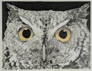 Close-up view of owl's face